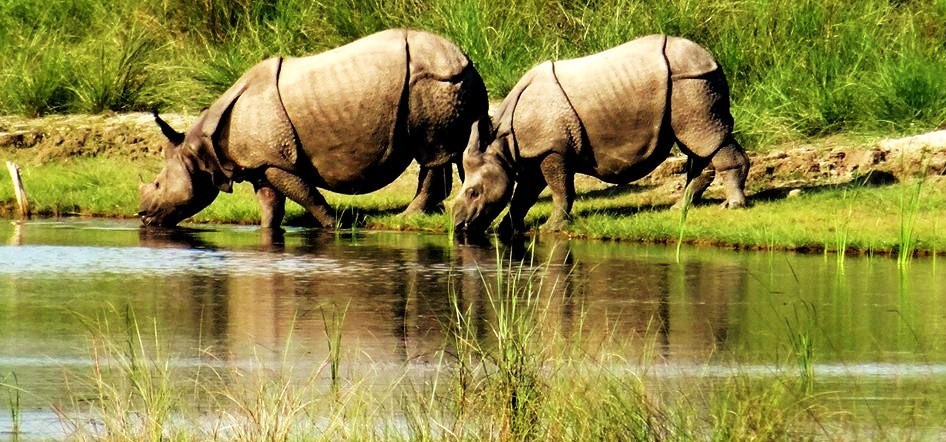 jungle safari in chitwan